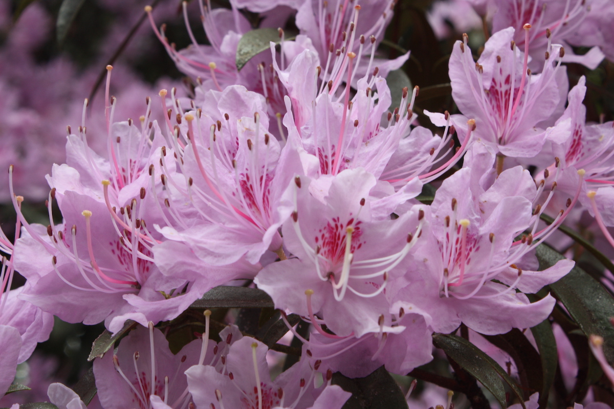 R. davidsonianum AGM